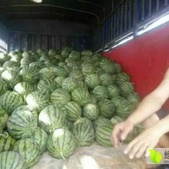 云南省丘北县曰者镇，大批量麒麟西瓜