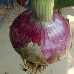 山东郯城黄皮洋葱火热上市