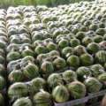 商丘市夏邑县太平乡大白菜8424西瓜
