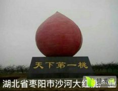 湖北枣阳中国桃之乡，油桃 蜜桃今年价格有看点