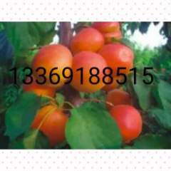 大荔县，两宜镇，常年代办各种水果