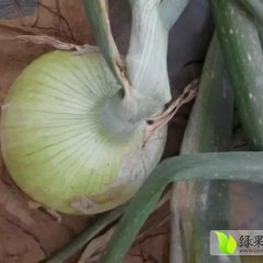 郯城洋葱 红皮洋葱上市，洋葱大量上市