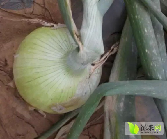 2017年山东郯城黄皮洋葱价格