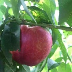 陕西大荔中油5号油桃色泽鲜艳、晶莹美丽