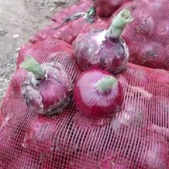 2017郯城洋葱 苏北蔬菜种植基地