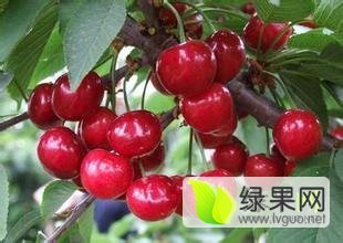 临猗樱桃 迎来春果第一枝的樱桃