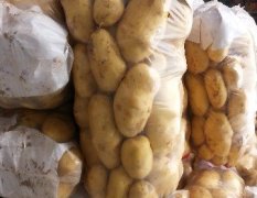 滕州二膜土豆大批量供应，从业三十余年