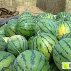 陕西蒲城西瓜，宋蒲平诚信合作