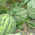 苏州常熟供应大量8424西瓜 可藤叶