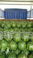 莘县又到了一年一度的西瓜上市时间期
