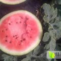莘县董杜庄西瓜鲁青，京欣，双星等系列