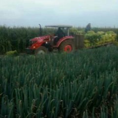 山东省青岛市平度大葱，种植面积很大