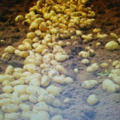 夏邑县万亩大棚土豆开始上市啦