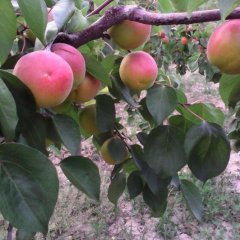 陕西丰园红杏和金太阳杏成熟期早些