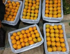 2017大荔金太阳杏5月成熟，个头大，颜色发黄