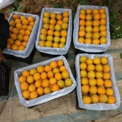 2017大荔金太阳杏5月成熟，个头大，颜色发黄