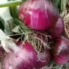 山东郯城县万亩蔬菜基地实力代办