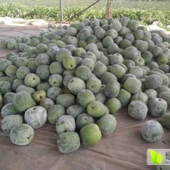 山东莘县串四冬瓜 现在已大量上市