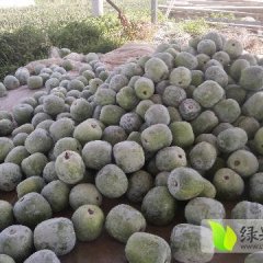 莘县冬瓜 大面积冬瓜，长豆角等蔬菜数量大