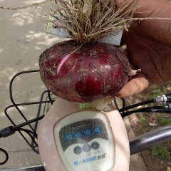 山东郯城紫皮洋葱近年洋葱价格好，我处种植面