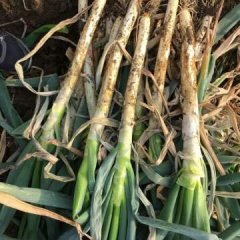 山东平度铁杆大葱，面积大，品质好