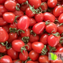 安阳滑县慈周寨乡后柿园万亩圣女果种植基地