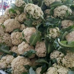 2017沛县菜花 长期供应青梗白面菜花