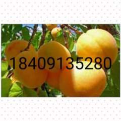 大荔县，两宜镇是一个杂果镇 大荔杏子