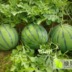 阜城漫河 本地西瓜讓红，皮薄，耐运输