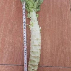 河北定州蔬菜基地绿甘蓝，黄心白菜