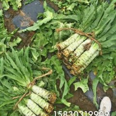 张北县蔬菜每年6月20日开始上市销售