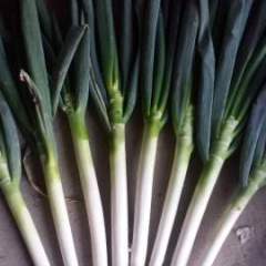 平度地区铁杆大葱大量上市，货源足出货快