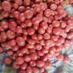 曹县西红柿大量上市中，二层果