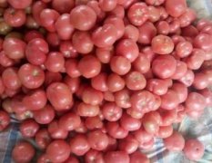 曹县西红柿大量上市中，二层果