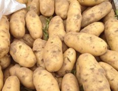 2017丰县土豆 本地大棚土豆已经上市，土豆个大