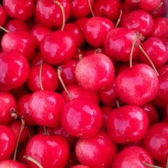 山西绛县红灯樱桃 春果第一枝的樱桃