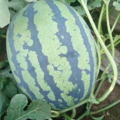 智谷甜王西瓜，早熟，坐果后30天成熟