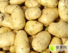 濮阳县土豆荷兰15土豆；土豆上市