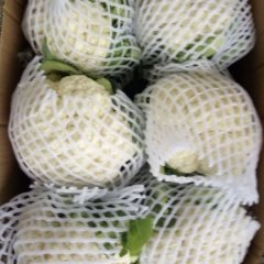 通许孙营马四清5月白面青梗松花菜菜花