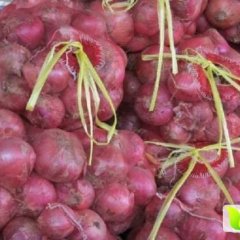 通许孙营马四清5月红皮洋葱