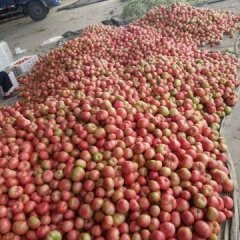 山东郯城硬粉西红柿价格适宜