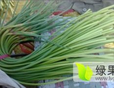 2017济阳蒜薹 常年代收黄瓜.大蒜.蒜薹。