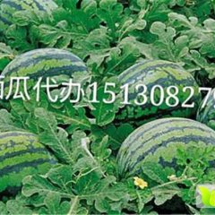 阜城西瓜、西瓜代办