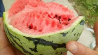 西瓜价格