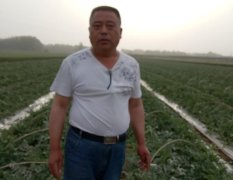 睢阳区李口镇小庄集瓜果蔬菜销售
