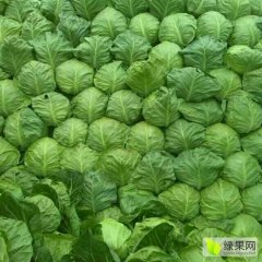 河北秦皇岛昌黎新集蔬菜基地甘蓝大量上市