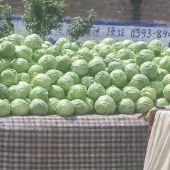 河南甘蓝上市中，质量好，品种优