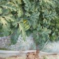 嘉鱼5月大量上市早春红玉（口口脆）