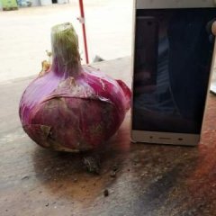 郯城红花葛士武5月红皮洋葱