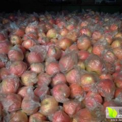 大荔长富，双矮，短枝苹果现在正式上市